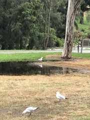 Chroicocephalus novaehollandiae