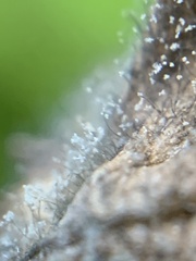 Botrytis