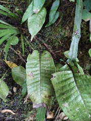 Neocheiropteris ovata