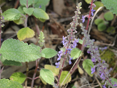 Coleus
