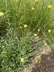 Pycnosorus chrysanthus