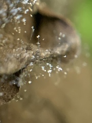 Botrytis