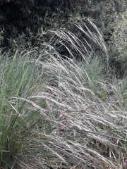 Stipa