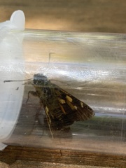 Trapezites symmomus