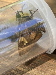 Trapezites symmomus