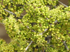 Condalia microphylla