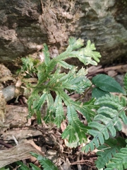 Selaginella doederleinii