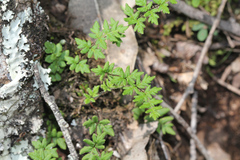 Cheilanthes sieberi sieberi