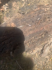 Ommatoiulus moreleti