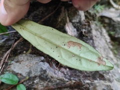 Hydrangea viburnoides