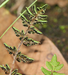 Cheilanthes sieberi sieberi