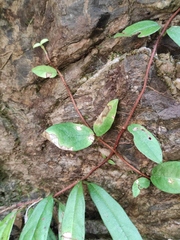Hydrangea viburnoides
