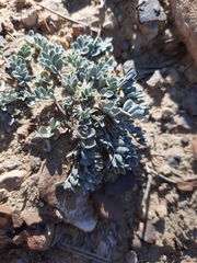 Astragalus amphioxys