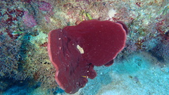 Cribrochalina vasculum