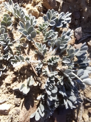 Astragalus amphioxys