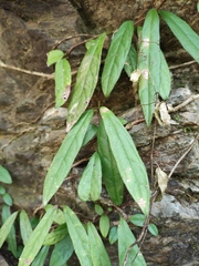 Hydrangea viburnoides