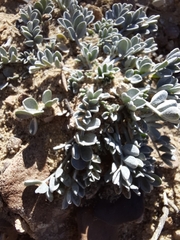 Astragalus amphioxys