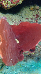 Cribrochalina vasculum