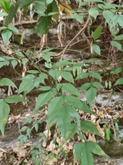 Nandina domestica