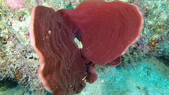 Cribrochalina vasculum