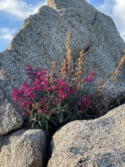 Penstemon clevelandii connatus