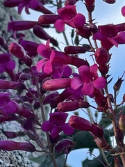 Penstemon clevelandii connatus