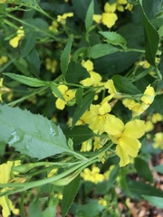 Goodenia ovata