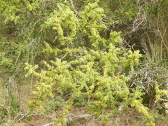Condalia microphylla