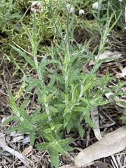 Wahlenbergia stricta