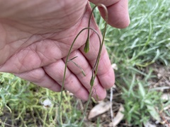 Wahlenbergia stricta