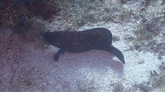 Rypticus saponaceus