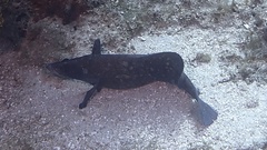Rypticus saponaceus