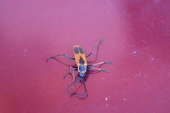 Chauliognathus limbicollis