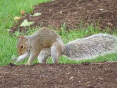 Sciurus carolinensis