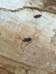 Uleiota planata