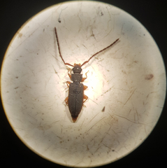 Uleiota planata