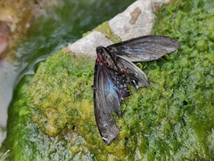 Histia flabellicornis