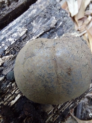 Daldinia concentrica