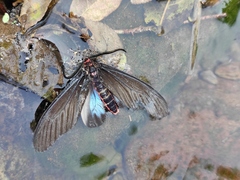 Histia flabellicornis