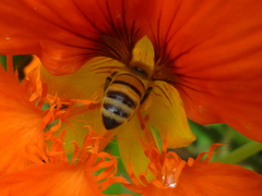 Apis mellifera