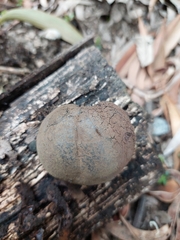 Daldinia concentrica