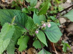Perilla frutescens