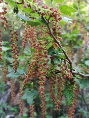 Ribes magellanicum