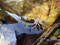 Pardosa pseudoannulata