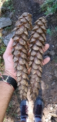 Pinus wallichiana