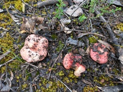Russula persanguinea