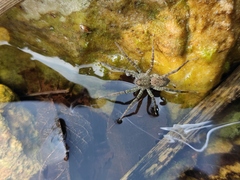 Pardosa pseudoannulata