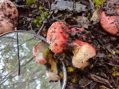 Russula persanguinea