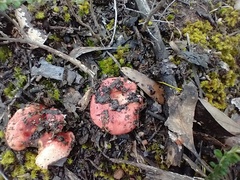 Russula persanguinea