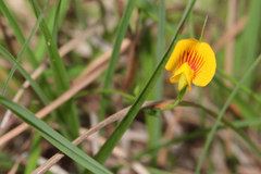 Zornia dyctiocarpa